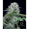 SILENT SEEDS - STARFIRE OG - 3 SEMI