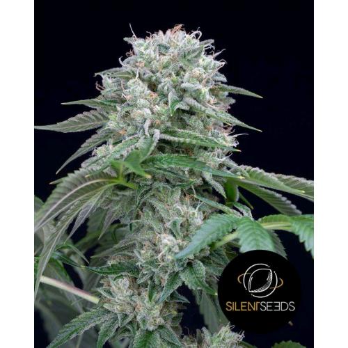 SILENT SEEDS - STARFIRE OG - 5 SEMI