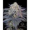 SILENT SEEDS - WATERMELON RUNTZ - 3 SEMI