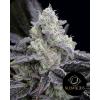 SILENT SEEDS - L.A. VANILLA CAKE - 5 SEMI