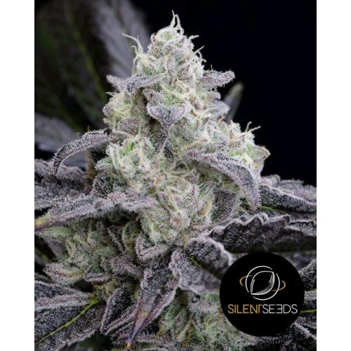 SILENT SEEDS - L.A. VANILLA CAKE - 5 SEMI