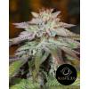 SILENT SEEDS - L.A. VANILLA CAKE AUTO - 10 SEMI