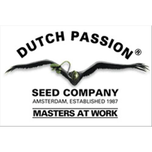 - NEW - DUTCH PASSION AUTO WHITE WIDOW - 100 SEEDS