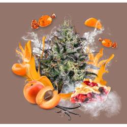 PARADISE SEEDS - APRICOT CANDY FEM - 5 SEEDS 