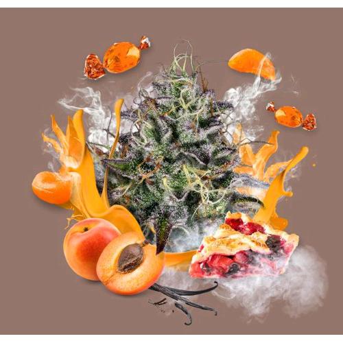 PARADISE SEEDS - APRICOT CANDY FEM - 5 SEEDS 