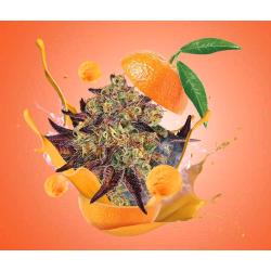 PARADISE SEEDS - TANGERINE SORBET FEM - 3 SEEDS