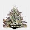 PARADISE SEEDS - APRICOT CANDY FEM - 10 SEMI 