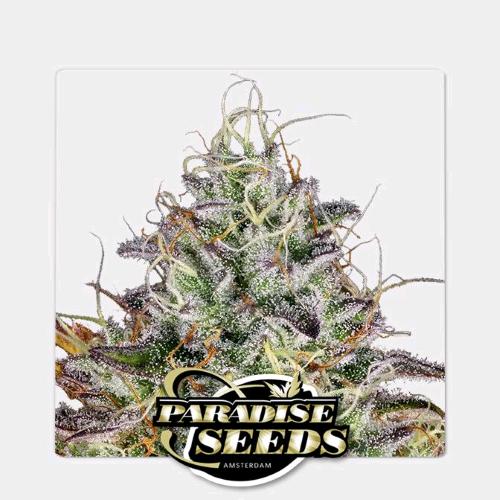 PARADISE SEEDS - APRICOT CANDY FEM - 5 SEEDS 
