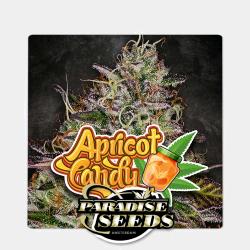 PARADISE SEEDS - APRICOT CANDY FEM - 5 SEEDS 