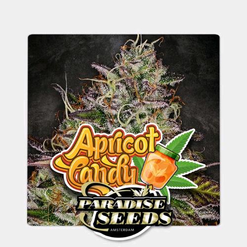 PARADISE SEEDS - APRICOT CANDY FEM - 5 SEEDS 