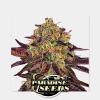 PARADISE SEEDS - TANGERINE SORBET FEM - 3 SEEDS