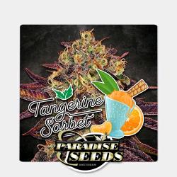 PARADISE SEEDS - TANGERINE SORBET FEM - 3 SEEDS