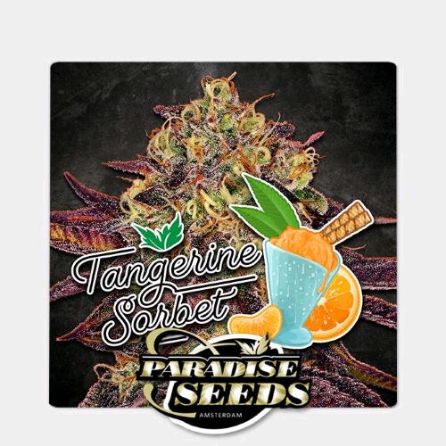 PARADISE SEEDS - TANGERINE SORBET FEM - 3 SEEDS