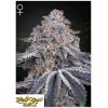 GREEN HOUSE - VELVET MOON FEM - 10 SEEDS