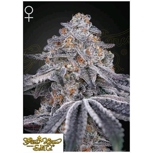 GREEN HOUSE - VELVET MOON FEM - 10 SEMI