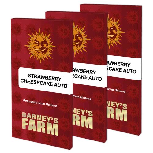 BARNEY'S FARM -  STRAWBERRY CHEESECAKE AUTO - 10 SEEDS