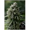 SILENT SEEDS - CRITICAL + 2.0 FEM - 5 SEMI
