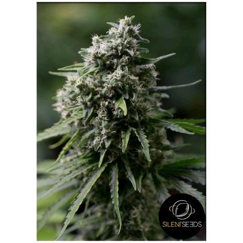 SILENT SEEDS - CRITICAL + 2.0 FEM - 5 SEEDS