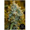 SILENT SEEDS - CRITICAL JACK FEM - 5 SEMI