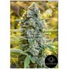SILENT SEEDS - MOBY DICK FEM - 5 SEMI