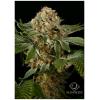 SILENT SEEDS - OG KUSH FEM - 10 SEMI