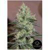 SILENT SEEDS - ORIGINAL AMNESIA FEM - 5 SEEDS
