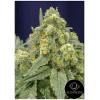 SILENT SEEDS - WHITE WIDOW FEM - 3 SEMI