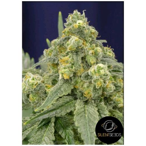 SILENT SEEDS - WHITE WIDOW FEM - 3 SEEDS