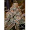 SILENT SEEDS - GORILLA FROST FEM - 3 SEMI