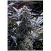 SILENT SEEDS - GRAPE JUICE FEM - 5 SEMI
