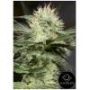 SILENT SEEDS - LEMON SORBET FEM - 3 SEMI