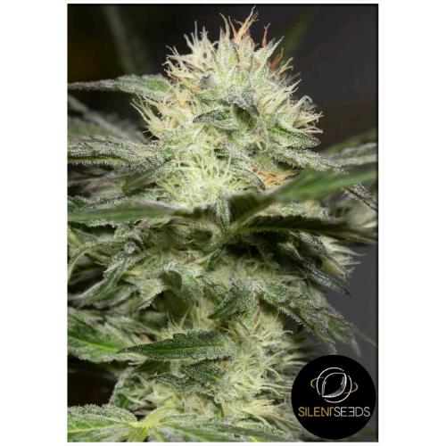 SILENT SEEDS - LEMON SORBET FEM - 3 SEMI