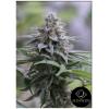SILENT SEEDS - ZKITTLEZ 2.0 FEM - 10 SEMI