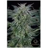 SILENT SEEDS - CRITICAL JACK AUTO - 10 SEMI