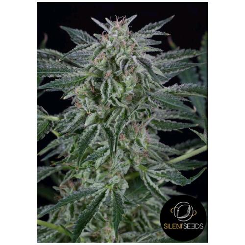 SILENT SEEDS - CRITICAL JACK AUTO - 5 SEEDS