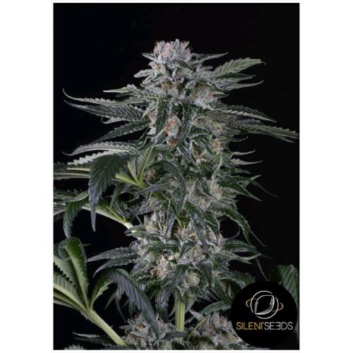 SILENT SEEDS - MOBY DICK AUTO - 3 SEMI
