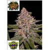 RIPPER SEEDS - RADICAL JUICE FEM - 3 SEEDS