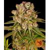 BARNEY'S FARM - KUSH MINTZ FEM - 5 SEMI