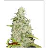 SEED STOCKERS - AMNESIA AUTO - 3 SEMI
