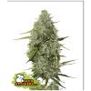 SEED STOCKERS - BCN CRITICAL XXL AUTO - 1 SEME