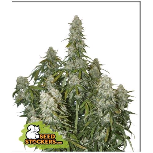 SEED STOCKERS - BIG BUD AUTO - 3 SEMI