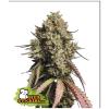 SEED STOCKERS - GORILLA COOKIES  AUTO - 3 SEMI