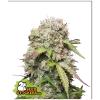 SEED STOCKERS - JACK HERER  AUTO - 3 SEMI