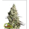 SEED STOCKERS - MOBY DICK AUTO - 3 SEEDS