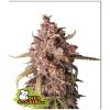 SEED STOCKERS - PURPLE PUNCH AUTO - 3 SEMI
