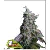 SEED STOCKERS - SOUR DIESEL AUTO - 3 SEMI