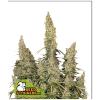 SEED STOCKERS - WHITE WIDOW AUTO - 3 SEMI