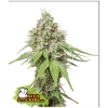 SEED STOCKERS - AK420 FEM - 1 SEME
