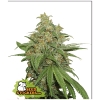 SEED STOCKERS - AK420 AUTO - 1 SEME