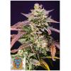 SWEET SEEDS - PURPLE PUNCH OG XL AUTO - 3+1 SEMI